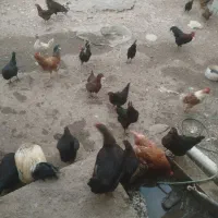 خروس و مرغ محلی