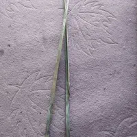 قیچی پشم چینی گوسفند قدیمی|کلکسیون اشیاء عتیقه|جهرم, |دیوار