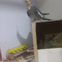 جفت عروس هلندی روی تخم|پرنده|کرمان, |دیوار