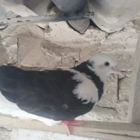 ماده لک دوش|پرنده|قم, انسجام|دیوار