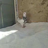 کبوتر طوقی|پرنده|قم, انسجام|دیوار