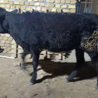 گوساله خرج خوره ۱۱۰ کیلو