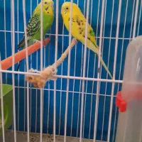 مرغ عشق نر وماده صحیح وسالم|پرنده|اندیکا, |دیوار