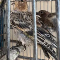 گلبسر و سینه سرخ