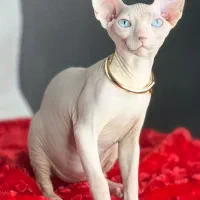 توله گربه های اسفینکس چمپیون وارداتی