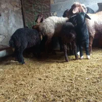 ۶راس گوسفند و ۷ بره معاوضه|حیوانات مزرعه|هندمینی, |دیوار