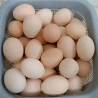 تخم مرغ فروشی
