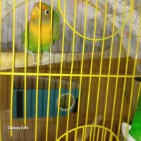 طوطی کوتوله برزیلی ۱ میلیون