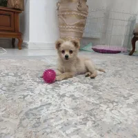 سگ نژاد دار (پامر اشپیتز)