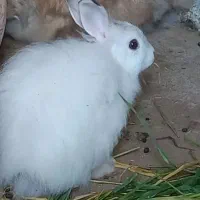 فروش انواع خرگوش ها|موش و خرگوش|لنگرود, |دیوار