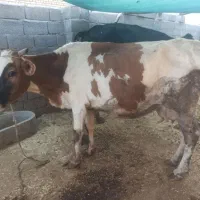 گاو و گوساله