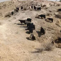 ۱۱۵راس بز داشتی|حیوانات مزرعه|مسجد سلیمان, |دیوار