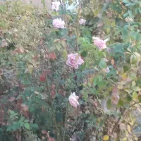 تدریس ریاضی و فیزیک