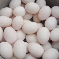 تخم اردک نطفه دار