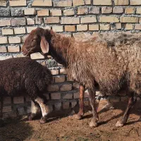 میش درجه یک با بره بزرگ نر|حیوانات مزرعه|مشهد, توس فردوسی|دیوار