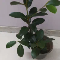 گلهای آپارتمانی مناسب هدیه|گل و گیاه طبیعی|اصفهان, سرچشمه|دیوار