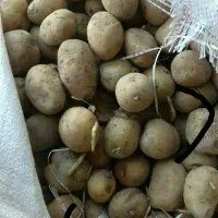 سیب زمینی گاوی