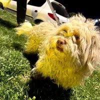 سگ پاکوتاه نر