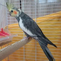 عروس هلندی|پرنده|بندر انزلی, مسکن مهر|دیوار