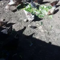 تعدادی مرغ جوجه بوقلمون