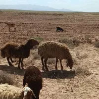 قوچ همو
