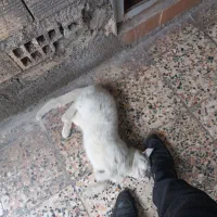 گربه|گربه|خرم‌آباد, |دیوار