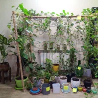 گلهای آپارتمانی با نور مصنوعی مخصوص(ماوراءبنفش)