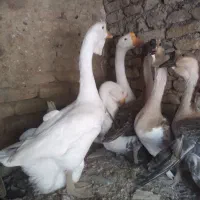 قوغاز  خالماگور اوکراینی