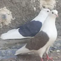 fffff