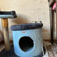 اسکرچر درخت گربه