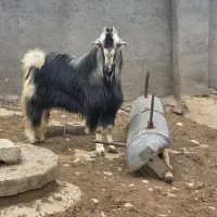 پازن ،نربز،چپیش،جبیش داشتی ترکی