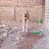 توله جنس دار