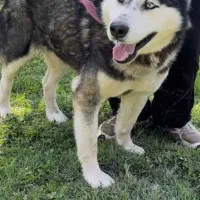 سگ هاسکی خشگل