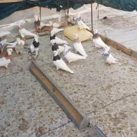 سلام فروش کبوتر طوق عسلویه هستم|پرنده|بندر کنگان, |دیوار