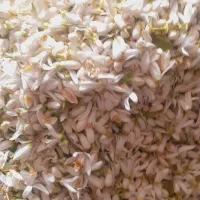 فروش بهارنارنج بهار نارنج شیراز