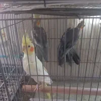 چند عدد عروس هلندی دون ای 850