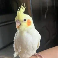 عروس هلندی لوتینو