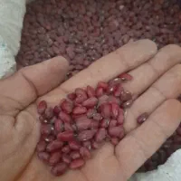 فروش لوبیا قرمز و چیتی و سفید درجه یک