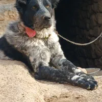 سگ نگهبان|سگ|داران, |دیوار