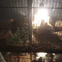 جوجه غاز ۳ و ۱۰ روزه