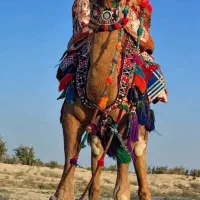 شتر نر