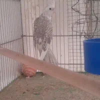 فروش عروس هلندی ماده ایزابلا