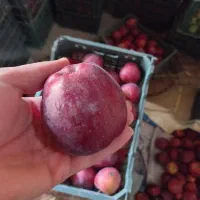 فروش سیب قرمز درجه یک|خوردنی و آشامیدنی|اهر, |دیوار