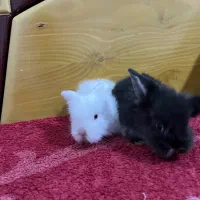 خرگوش لوپ ترکیش عروسکی|موش و خرگوش|صومعه‌سرا, |دیوار