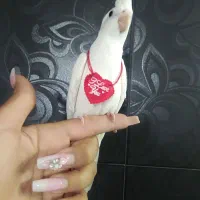 آلبینو دستی