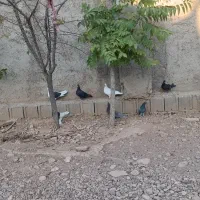 پلاکی دسته اولی|پرنده|شیراز, شهرک آرین|دیوار