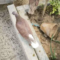 کبوتر ماده خوشرنگ سرخ