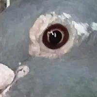 وسایل لوازم التحریر کفتر