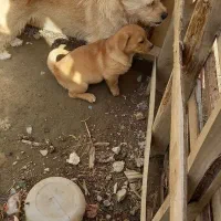 سگ پا کوتاه