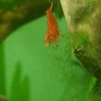 میگو شریمپ رد فایر ردچری سایز بازاری گندومی